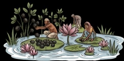 The Lotus Pond